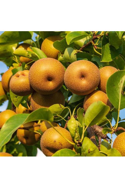 Груша азійська Коко Суї плоди на дереві